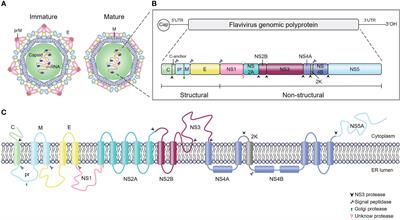 Secretory pathways and multiple functions of nonstructural protein 1 in flavivirus infection